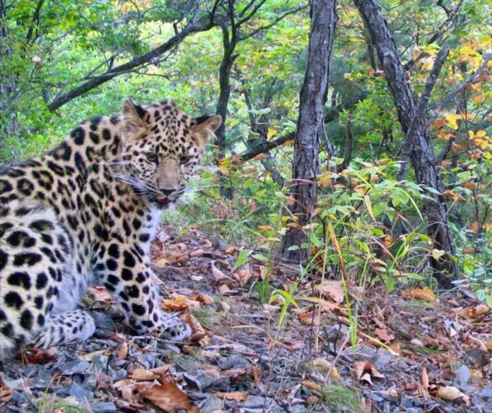 molodoj dalnevostochnyj leopard primorya zapechatlelsya na kameru-t-nw-ru-0