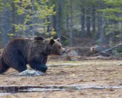 Медведя у села Доронинское в Забайкалье застрелили охотники medvedya u sela doroninskoe v zabajkale zastrelili ohotniki-t-nw-ru-0