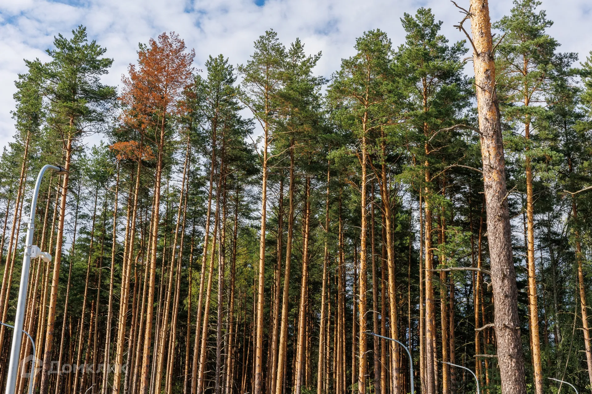 купить новостройку в ЖК Ботаника