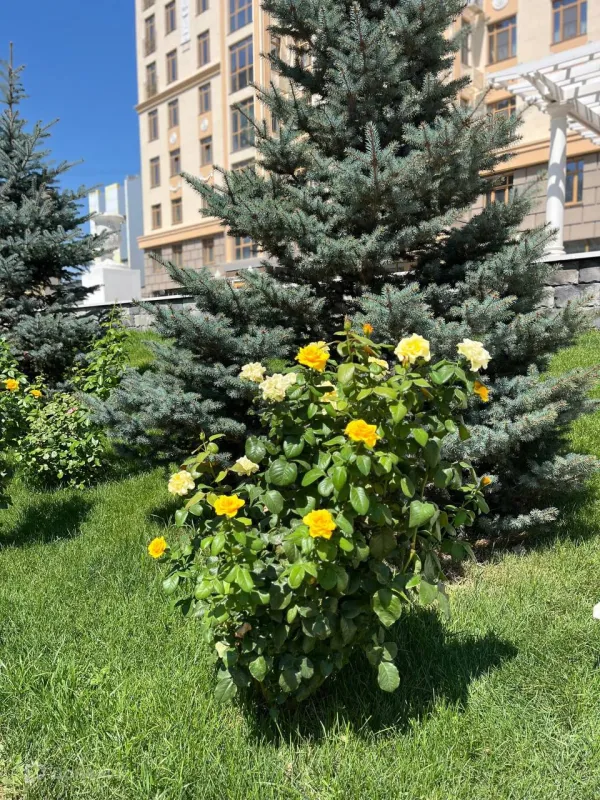 3 комн. в ЖК АРБАТ