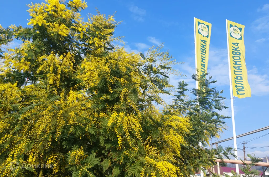 купить новостройку в ЖК Тюльпановка