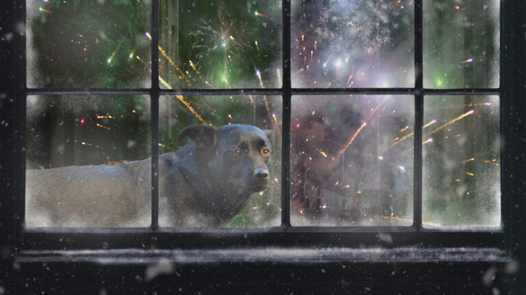 Кинолог Пантелеев поделился секретами счастливого Нового года для вашего питомца