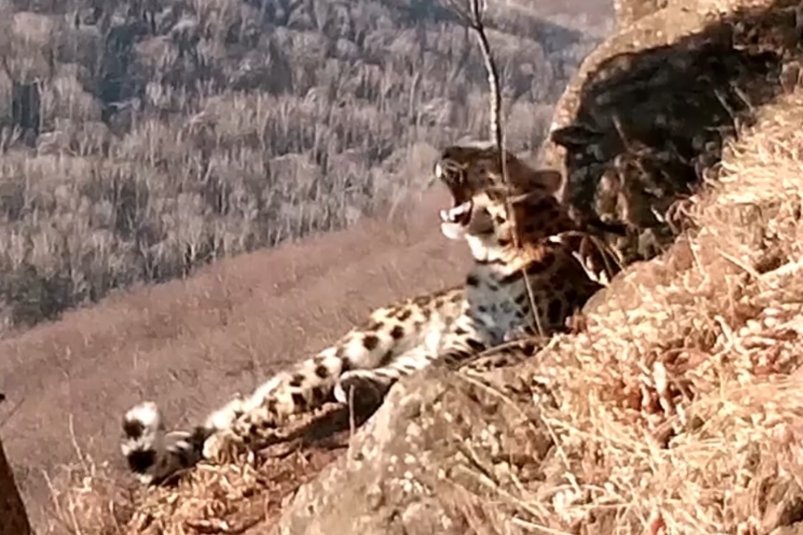 Леопардесса Герда ФГБУ &quotЗемля леопарда&quot