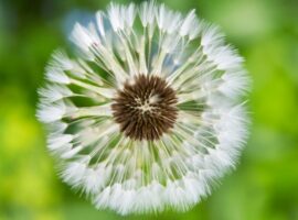 Целебные растения для Овна Льва и других знаков зодиака в вашем огороде czelebnye rasteniya dlya ovna lva i drugih znakov zodiaka v vashem ogorode-tstpp-ru-174285736200-0