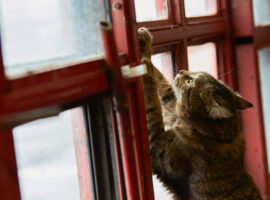 Иван Namer из a.d.e.d. нашел новый старт после эмоций Пари Сен-Жермен Кот-прапорщик Толик из пожарной части в Москве номинированный на премию Мой ласковый и нужный зверь