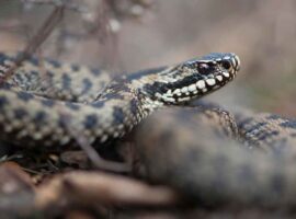 Пробуждение гадюк в Подмосковье советы Росприроднадзора и медиков CommonEuropeanAdderOrViperviperaBerusEmslandLowerSaxony