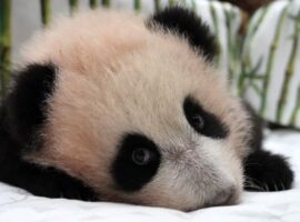 Сергей Собянин приглашает в Московский зоопарк к панде Катюше и её семье sergej sobyanin priglashaet v moskovskij zoopark k pande katyushe i eyo seme-tstpp-ru-174339790600-0