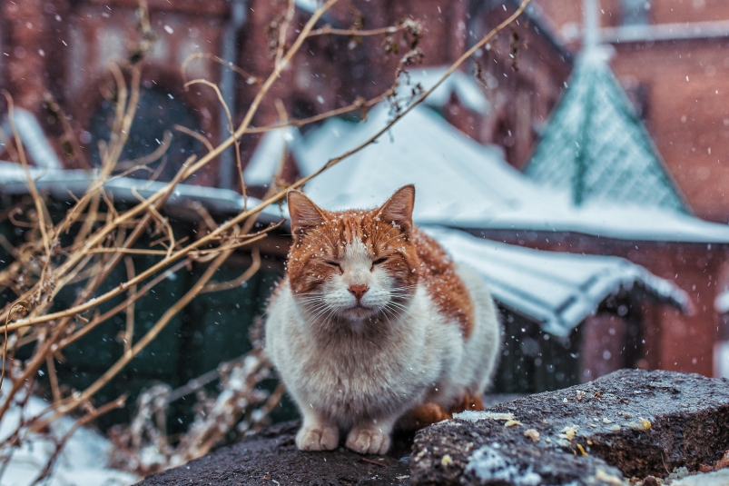Фото: primamedia.ru