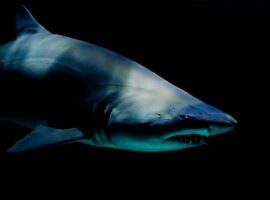 Екатерина и Елена - удивительные истории смелости на Мальдивах ekaterina i elena udivitelnye istorii smelosti na maldivah-tstpp-ru-174487117900-0