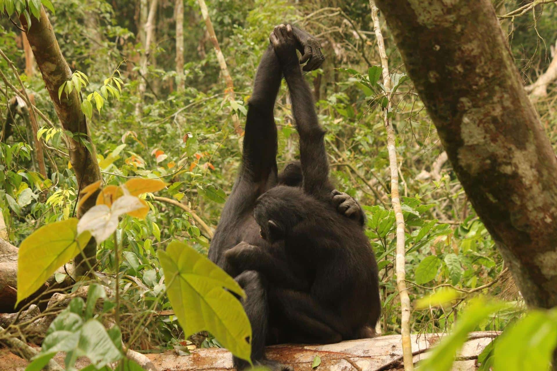 Исследование Мартина Сурбека и Barbara Fruth о доминировании самок бонобо-0