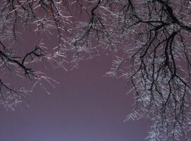 Ледяной дождь и ожидание потепления в Москве по прогнозу Фобос Последствия ледяного дождяОрехов