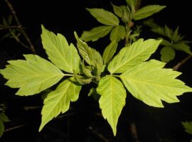 Никита Чаплин предупреждает - клен ясенелистный и девичий виноград угрожают дачам nikita chaplin preduprezhdaet klen yasenelistnyj i devichij vinograd ugrozhayut dacham-tstpp-ru-174463189100-0