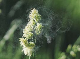 Новые данные о влиянии азотных удобрений на аллергенность пыльцы Alopecurus pratensis novye dannye o vliyanii azotnyh udobrenij na allergennost pylczy -tstpp-ru-174495383700-0