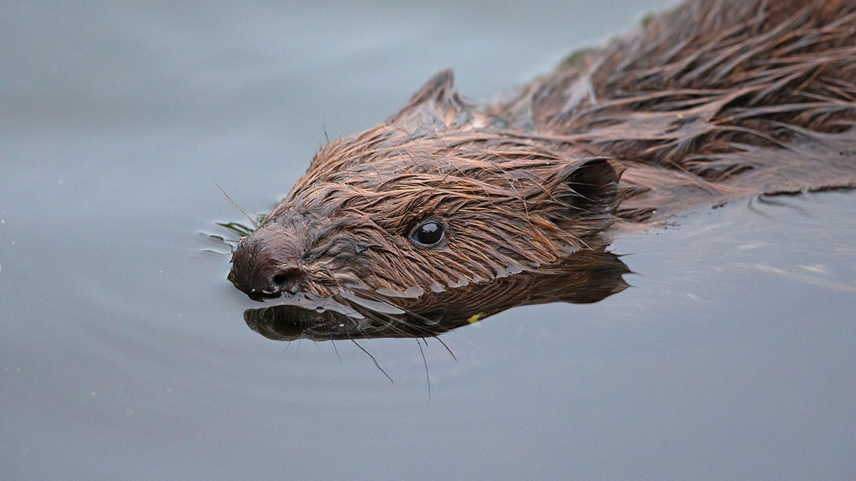 В Башкирии появился «самый крутой» бобер, который украл у местных стройматериалы