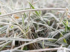 aleksandr gusev obyavil o podderzhke voronezhskoj oblasti posle zamorozkov-tstpp-ru-174742955400-0
