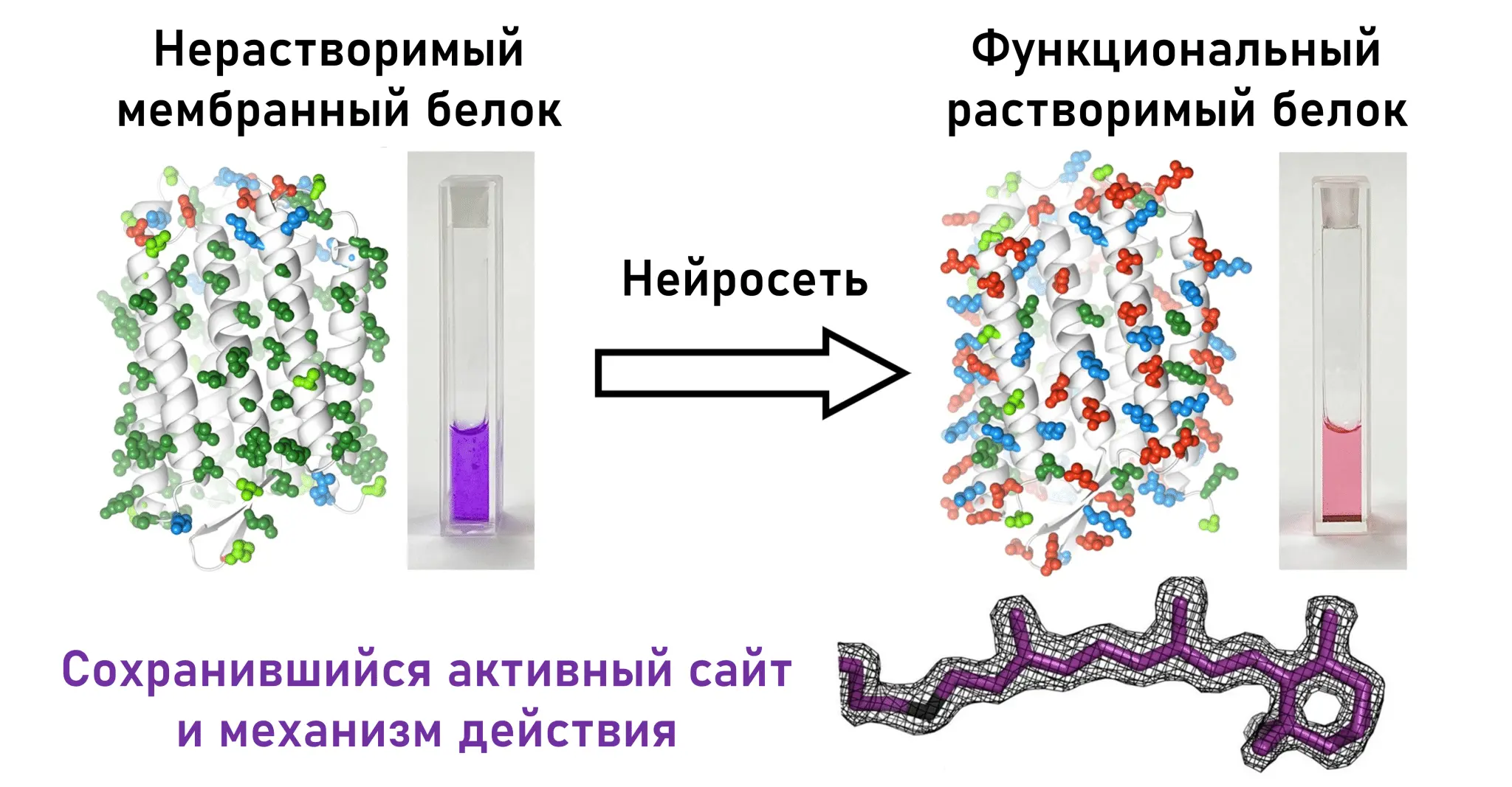 Андрей Николаев и Иван Гущин из МФТИ разработали новый метод модификации белков-0
