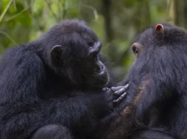 Элоди Фрейманн и Университет Оксфорда исследуют лекарственные растения в Уганде elodi frejmann i universitet oksforda issleduyut lekarstvennye rasteniya v ugande-tstpp-ru-174727096500-0