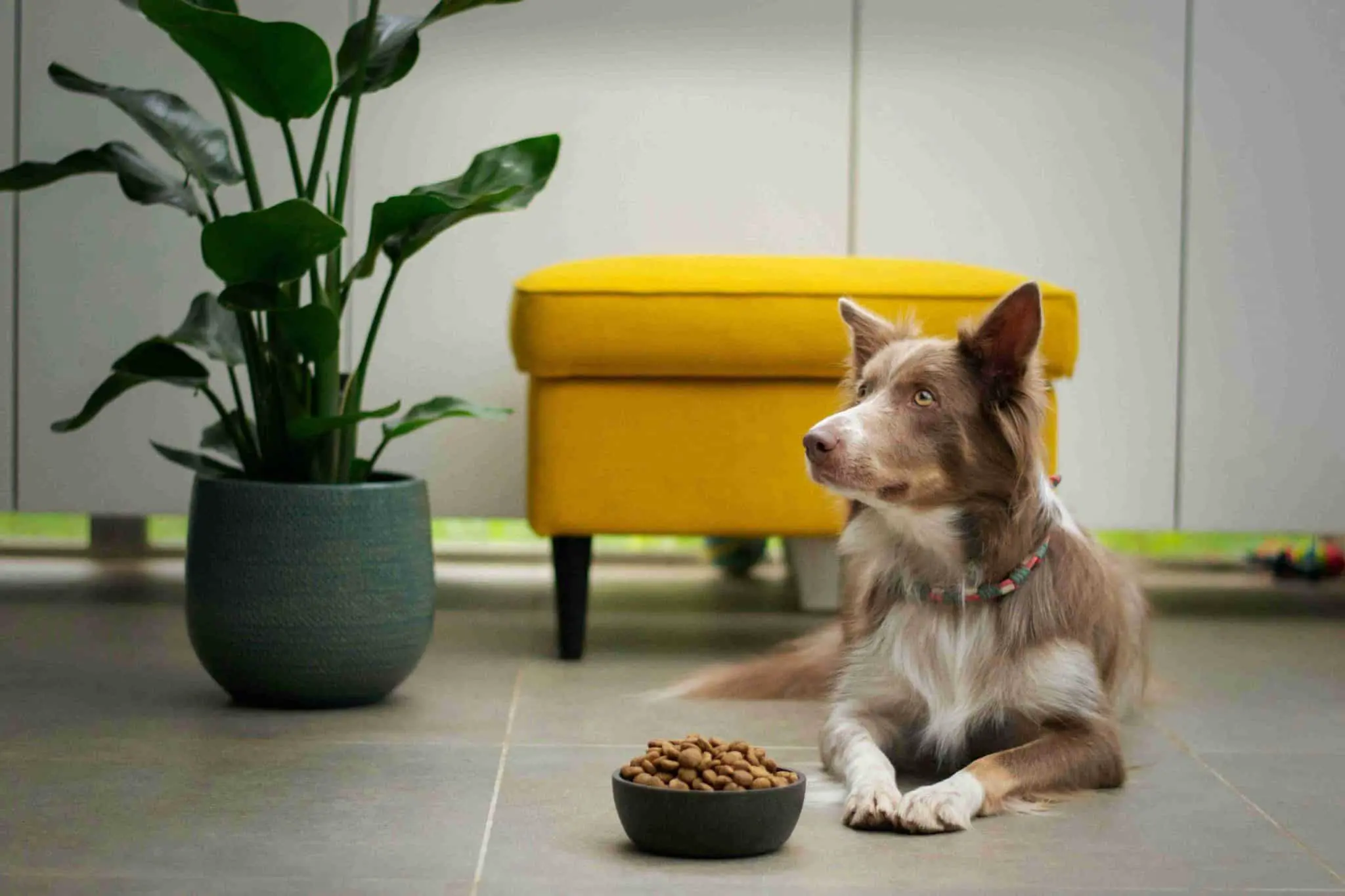 SmartPaws от Пермского Политеха предлагает инновационное приложение для питомцев-0