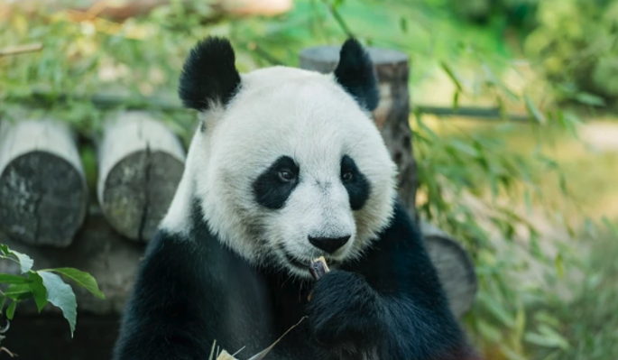 На видео попала "акробатика" панды Жуи из Московского зоопарка