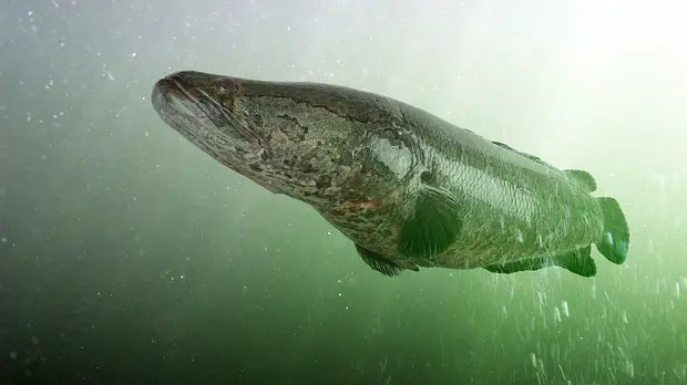 Житель Хабаровского края выловил самую страшную рыбу