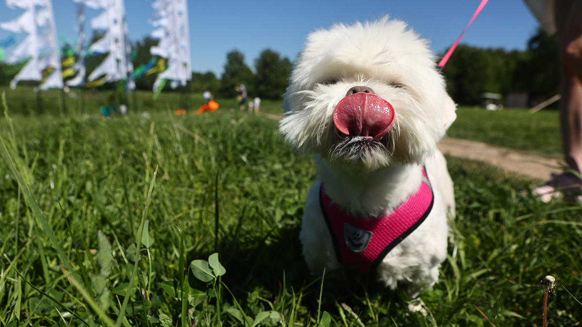 Какой будет погода в Москве в середине мая