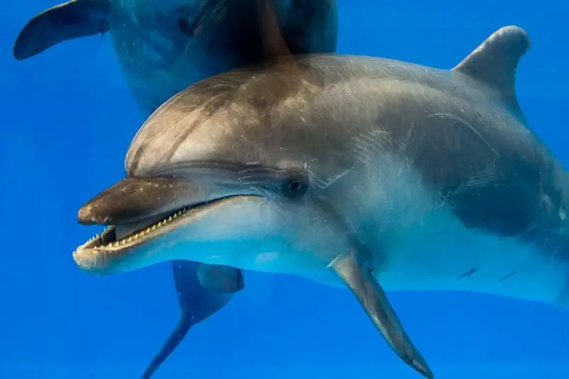 В Приморском океанариуме скончалась дальневосточная афалина Ёся Приморский океанариум
