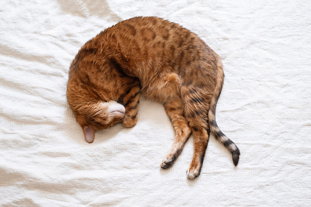 Кошка спит днём, свернувшись клубком
