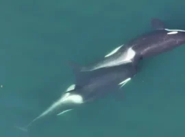 Южные косатки демонстрируют удивительные социальные навыки ухода с водорослями yuzhnye kosatki demonstriruyut udivitelnye soczialnye navyki uhoda s vodoroslyami-tstpp-ru-0