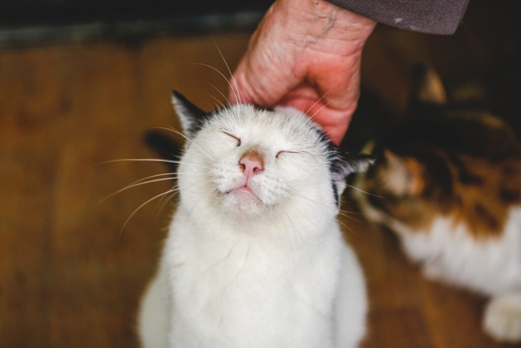 белая кошка мурлычет