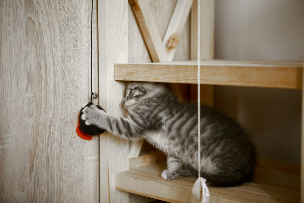 Котенок играет с игрушкой
