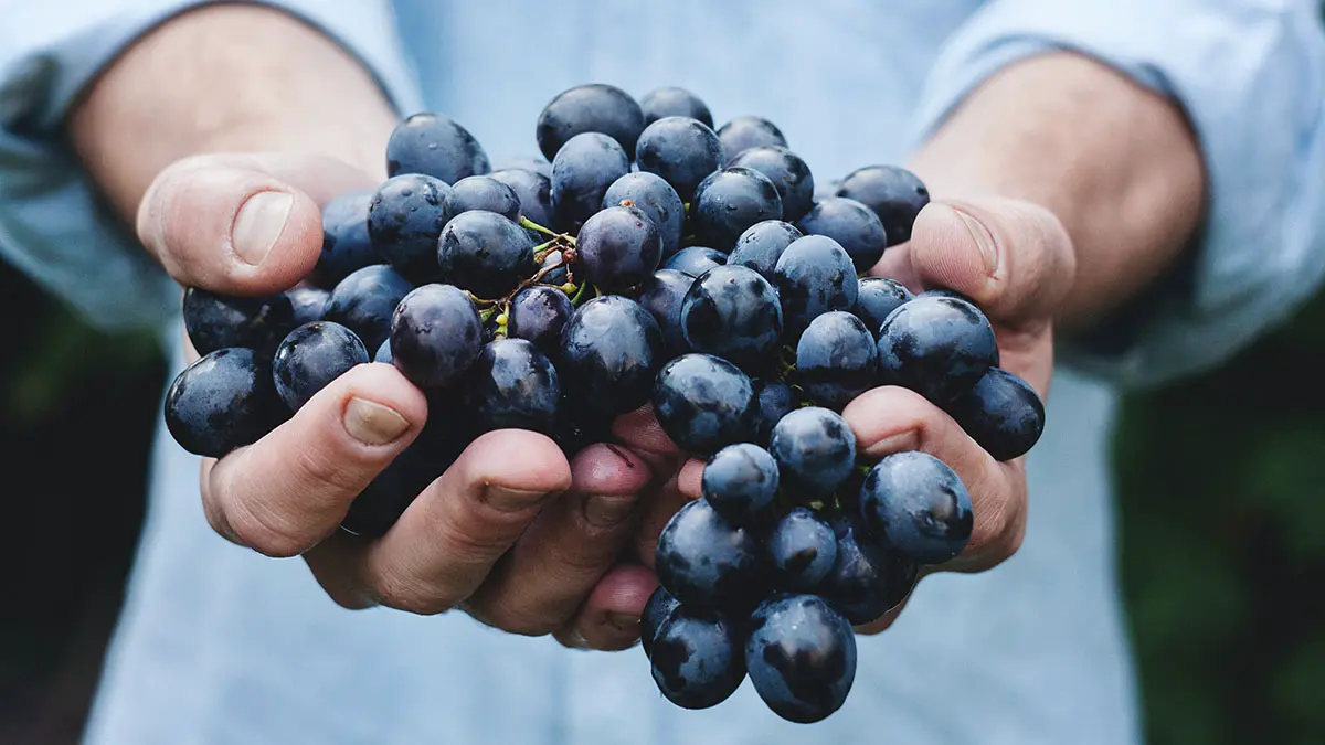 Продукт, снижающий уровень холестерина
