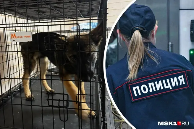Силовики начали проверку скандальной «передержки» для собак DogTown | Источник: MONA / t.me, Артем Устюжанин / MSK1.RU
