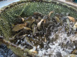 Белоярская АЭС улучшает экологию водохранилища с помощью рыб-помощников beloyarskaya aes uluchshaet ekologiyu vodohranilishha s pomoshhyu rybpomoshhnikov-tstpp-ru-0