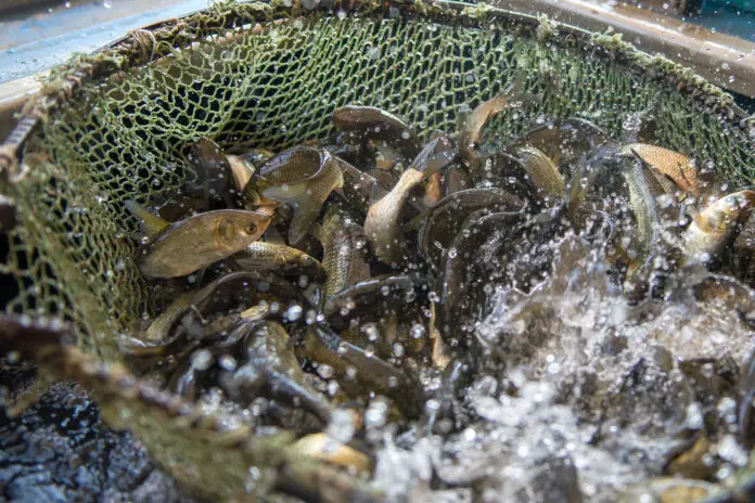 Белоярская АЭС улучшает экологию водохранилища с помощью рыб-помощников-0
