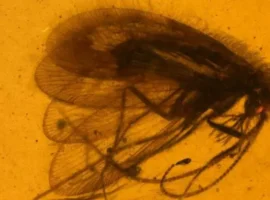 chetyre novyh vida drevnih setchatokrylyh otkryty v birmanskom yantare pin ran-tstpp-ru-0