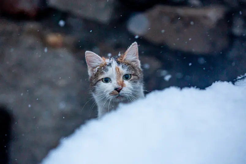 Фото: primamedia.ru