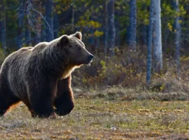 Легендарный рефери из Японии Кацуми и трагедия с медведем legendarnyj referi iz yaponii kaczumi i tragediya s medvedem-tstpp-ru-0