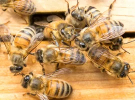 Леонард Фостер и Университет Британской Колумбии исследуют метилолеат leonard foster i universitet britanskoj kolumbii issleduyut metiloleat-tstpp-ru-0