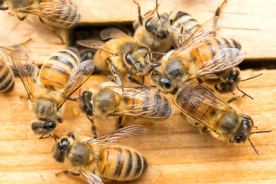 Леонард Фостер и Университет Британской Колумбии исследуют метилолеат-0