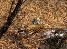 manyovrennaya gruppa i speczialisty minleshoza zashhishhayut prirodu shkotovskogo rajona-tstpp-ru-0