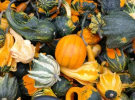 Ольга Матвеева из проекта «Пакет» и эксперты Пермского Политеха делятся советами по экономному и вкусному питанию осенью olga matveeva iz proekta paket i eksperty permskogo politeha delyatsya sovetami po ekonomnomu i vkusnomu pitaniyu osenyu-tstpp-ru-0