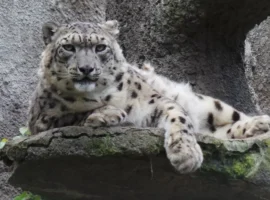 Праздники 23 октября включают День моля, заботу о природе и снежного барса prazdniki 23 oktyabrya vklyuchayut den molya zabotu o prirode i snezhnogo barsa-tstpp-ru-0