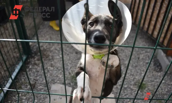 Россия становится страной возможностей для благотворительности и добрых дел-0