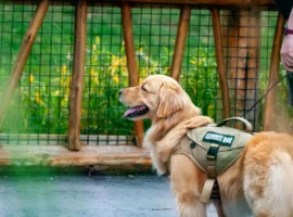 Служебные собаки замедляют биологическое старение у женщин с ПТСР sluzhebnye sobaki zamedlyayut biologicheskoe starenie u zhenshhin s ptsr-tstpp-ru-0