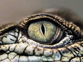 Альберт Айрапетян сражается за жизнь крокодила в Обнинске albert ajrapetyan srazhaetsya za zhizn krokodila v obninske-tstpp-ru-0