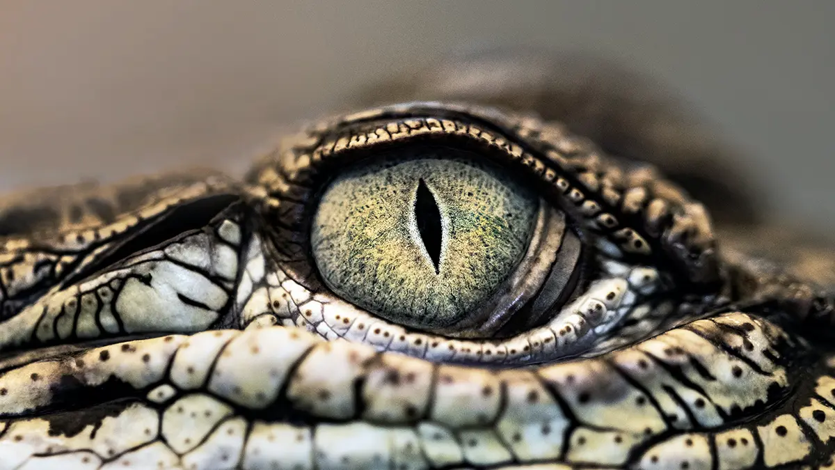 Mash: Крокодилу из обнинской телекомпании осталось жить не больше недели