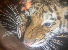 amurskie tigriczy iz dalnego vostoka teper obitayut v moskovskom zooparke blagodarya aeroflotu-tstpp-ru-0