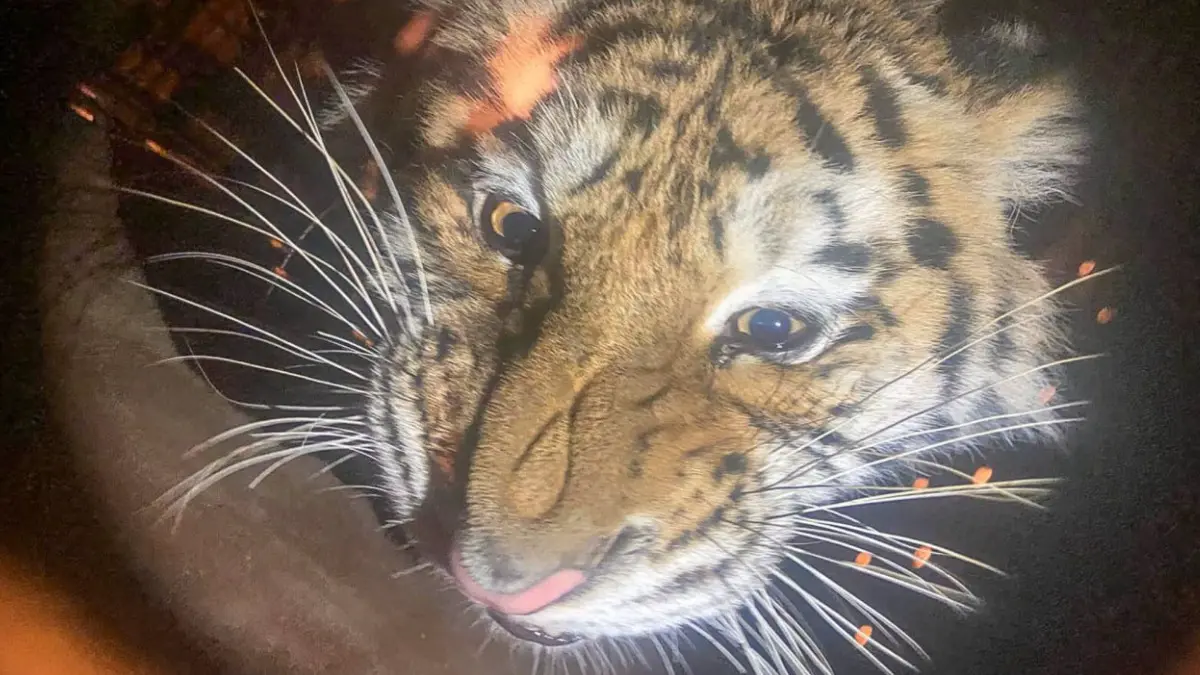 «Аэрофлот» доставил двух амурских тигриц с Дальнего Востока в Москву