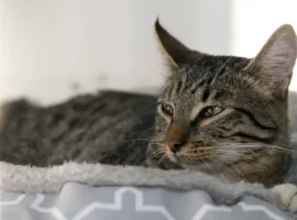 Чуткий Маркиз в строю и его помощь отважным бойцам в борьбе с дронами chutkij markiz v stroyu i ego pomoshh otvazhnym bojczam v borbe s dronami-tstpp-ru-0