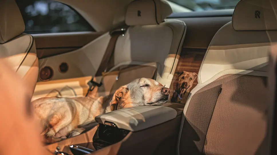 Purple Heart, Tulipwood, Louro Faia Pear — у каждого оттенка шпона есть свое название. Все цвета и фактуры натуральные, без окраски и обработки. Всего было использовано 22 вида шпона